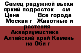 Самец радужной вьехи яркий подросток 15 см › Цена ­ 350 - Все города, Москва г. Животные и растения » Аквариумистика   . Алтайский край,Камень-на-Оби г.